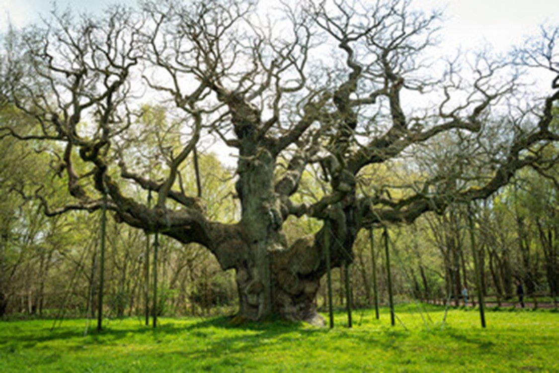 the major oak Nottingham